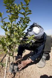 Image du Maroc Professionnelle de  Un ouvrier procède à enlever les rejetons d'un jeune des orangers planté dans un sol  équipé d’un système moderne d'arrosage qui laisse passer l’eau petit à petit, dit "goutte à goutte" dans une nouvelle ferme moderne à Chichaoua, Mardi 27 Février 2007. (Photo / Abdeljalil Bounhar)

